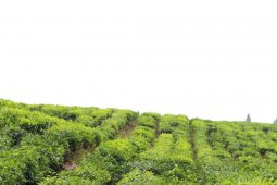 Kebun Teh Sidamanik